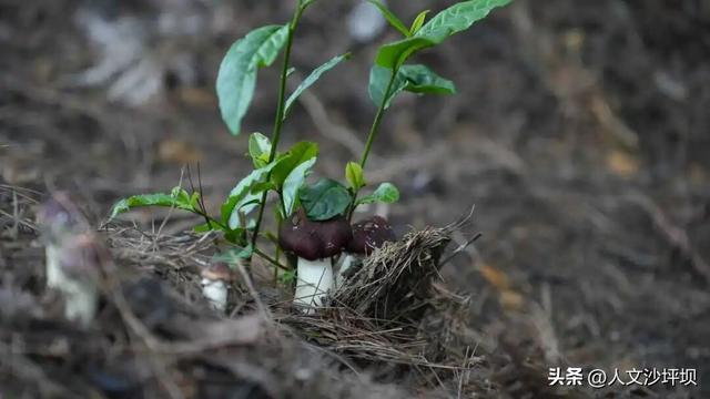 周末，来沙坪坝采“野味”呀~（附宝藏民宿/营地清单）