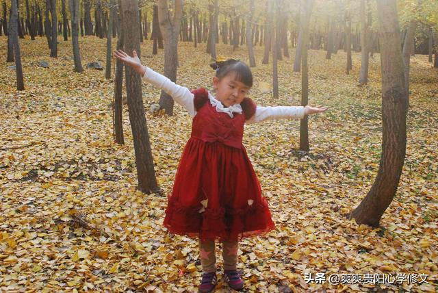 最是银杏橙黄时 修文县上百亩银杏林迎来最佳观赏期