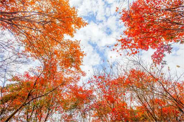 给你个准信！韶关森林红！红！红啦~