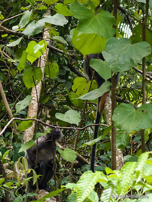 马来西亚(35)砂拉越州⑨峇哥国家公园徒步线路