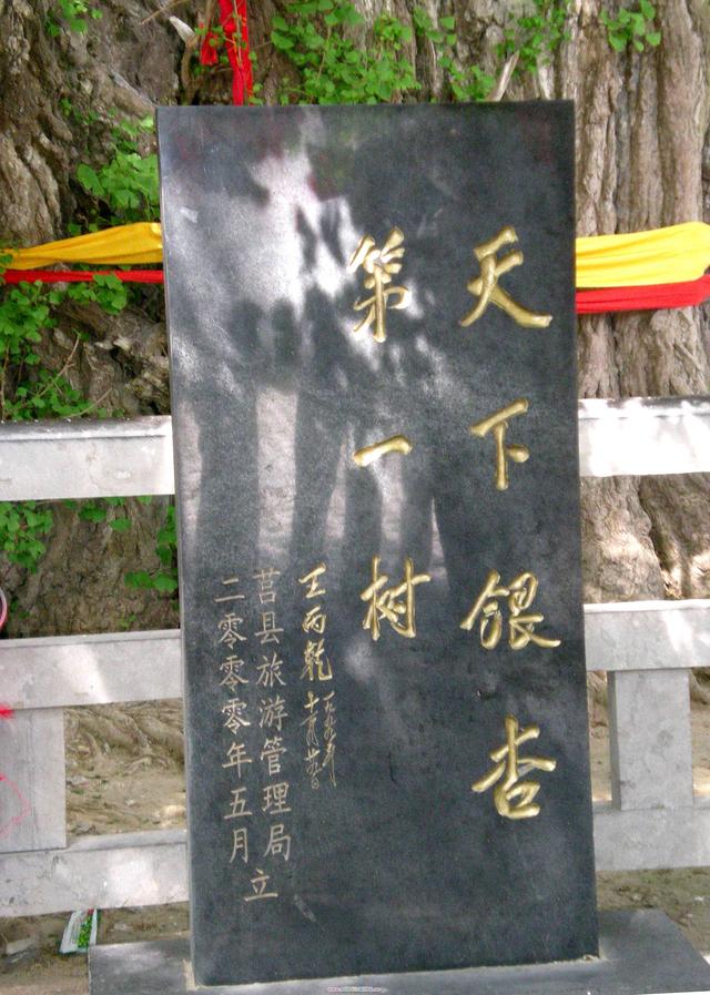 “齐鲁寻古”之六---好大一棵树