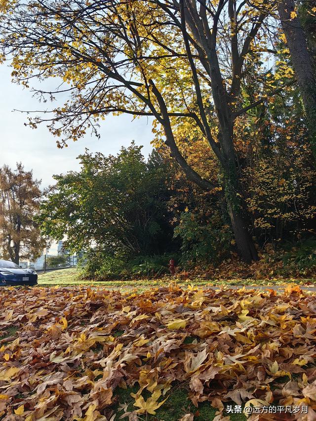 温哥华游记（四）