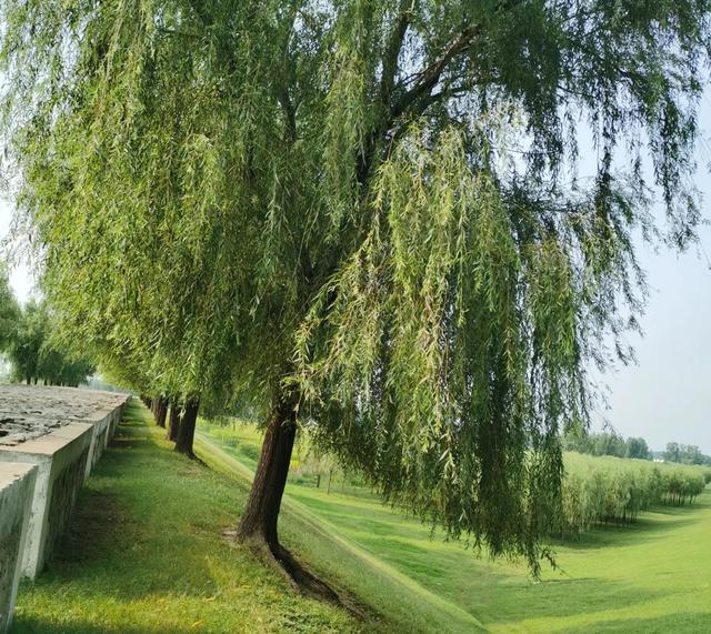 我是杭州人,从山东东明县回来,有3个疑惑萦绕心头。