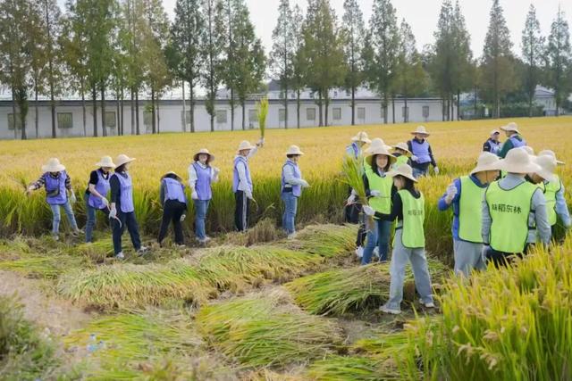 太仓顶流！稻田里的丰收狂欢，本周末必冲！