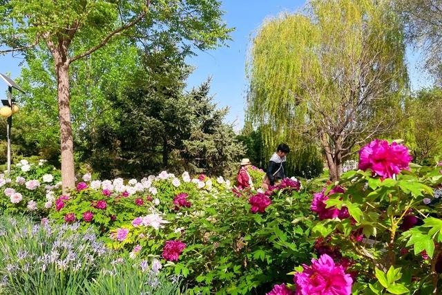 半日休闲游玩 | 牡丹+流苏+多巴胺花海，好拍到停不下来