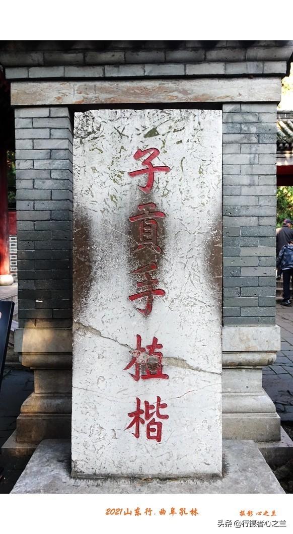 山东行游影记（228）—曲阜孔林（四）