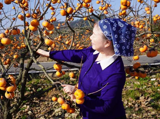 柴桑区新塘乡胡桥村:千亩柿红引客来