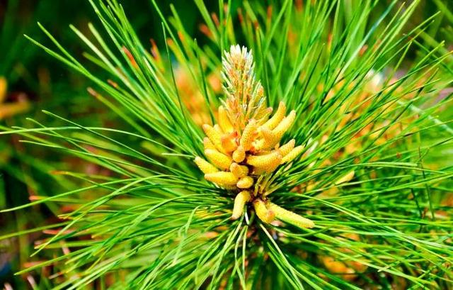 马尾松叶子叫松针，农村随处可见没人要，没想到有6大厉害妙用