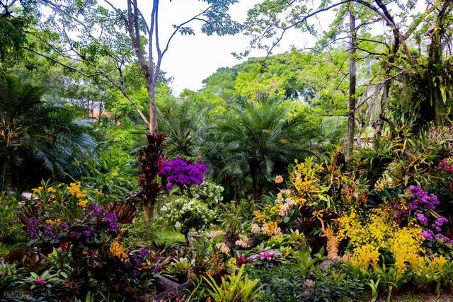马明霞：夏游植物园