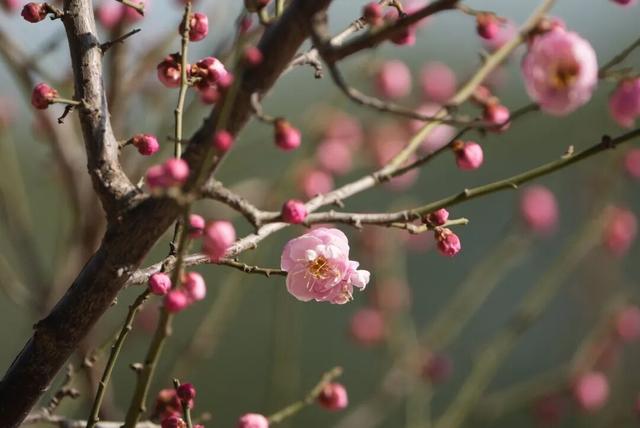 真香！张家港“梅”好将至