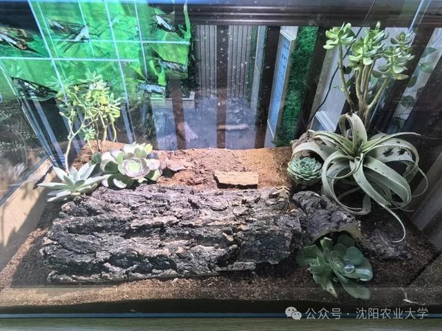 今天起免费开放！沈阳新开一家博物馆！