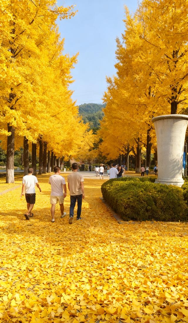 金色铺就的甬道——银杏叶与阳光织就的秋日幻境！