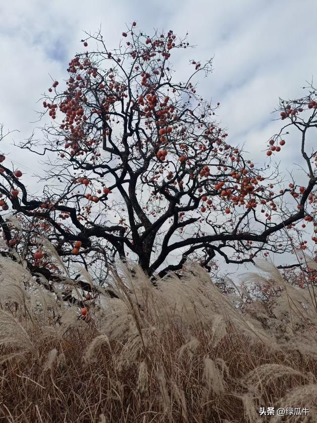 有人说，不就是个彬州烂怂柿子，有啥好拍！