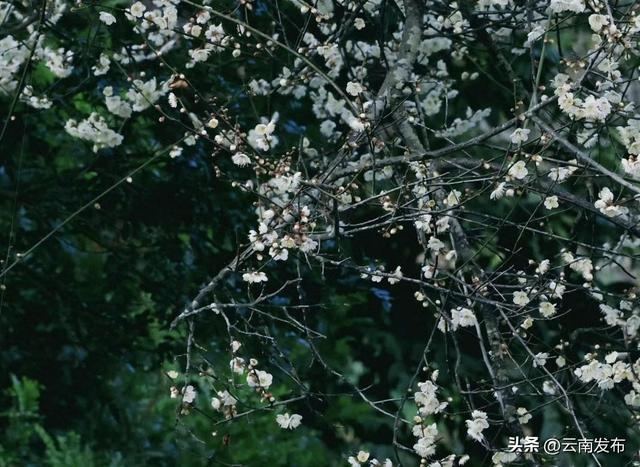 冬日到楚雄南华，赴一场“梅”好之约~