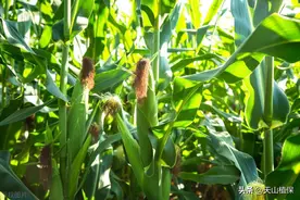 国审玉米品种十大名牌排行榜图片