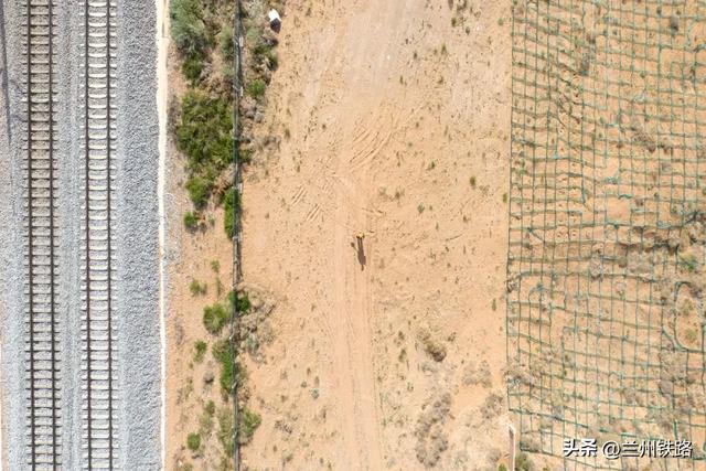 #“我的铁路风景”故事汇#戈壁滩上的梭梭树