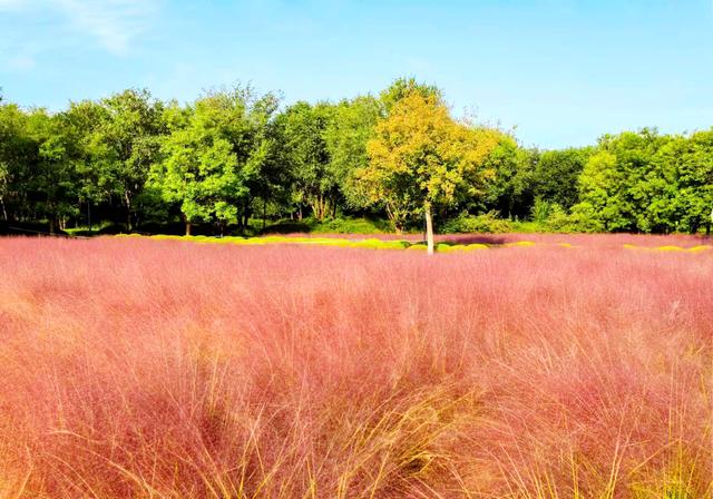来啊！抓住粉黛小尾巴，错过再等一年！