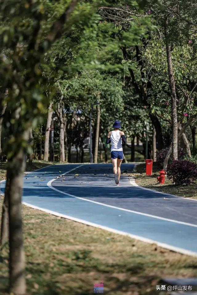 看完你的 看你的,坪山这片格桑花海承包你的秋日治愈感!