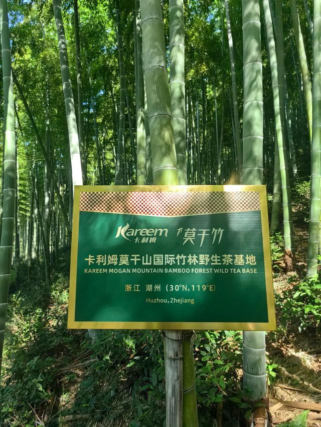 卡利姆莫干山茶会、卡利姆莫干山国际竹林野生茶基地启动