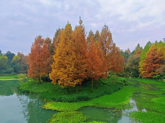 值此红黄，新蒲初冬画卷已打开！