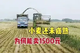 严查：小麦未熟，每亩卖1500-2000！住手吧，没粮食大家都会挨饿图片