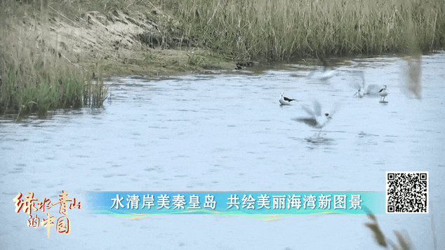 绿水青山的中国丨碧海生金！旧码头蝶变新地标
