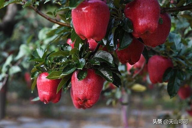 花牛苹果和蛇果的区别？