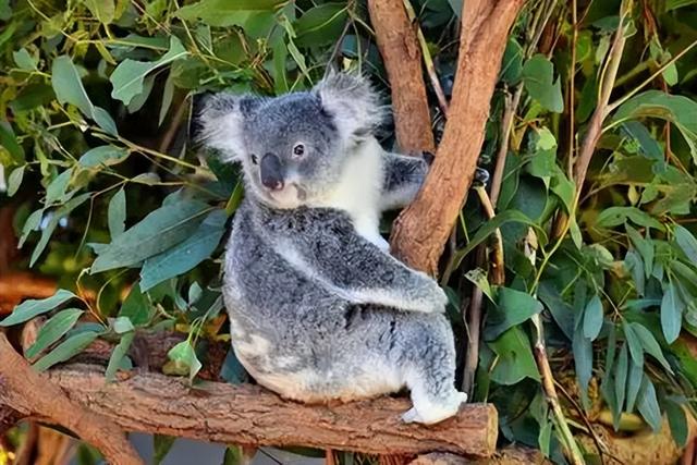 日本和美国早已禁种，中国为何依然大力种植？背后原因不简单