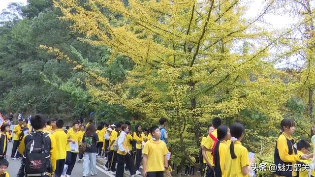 广东韶关南雄帽子峰银杏黄了！银杏染秋“圈粉”大湾区