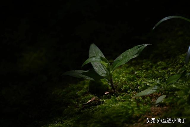 什么是相机的曝光补偿？详解其使用方法与适用场景！