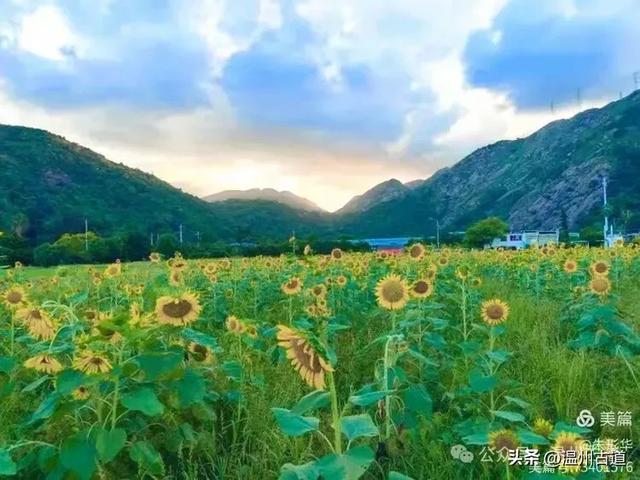 市区的第一波向日葵花海正向你涌来，超适合拍照，周末打卡去！