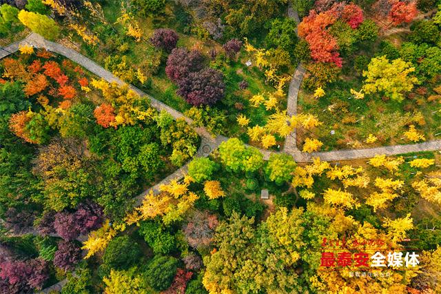 泰城深秋遍染金裳 斑斓画卷映眼帘