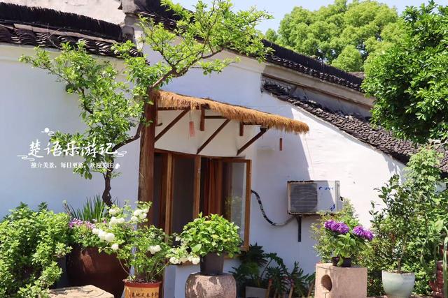 浙江绍兴这条历史街区很低调，但水乡风情浓郁，苦楝花美不胜收