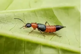 男子拍死隐翅虫后出现溃烂症状，持续5天未见好转！图片