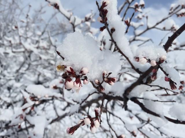 明天小雪，老人说就怕“小雪一日晴”，小雪天晴有啥预兆？早了解