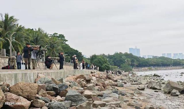 快乐的25/26深圳湾候鸟季