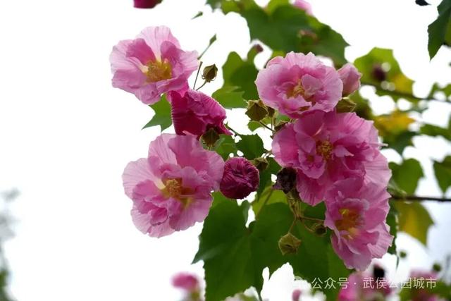 天府芙蓉园花开烂漫，邀请你来一场和秋天的浪漫约会
