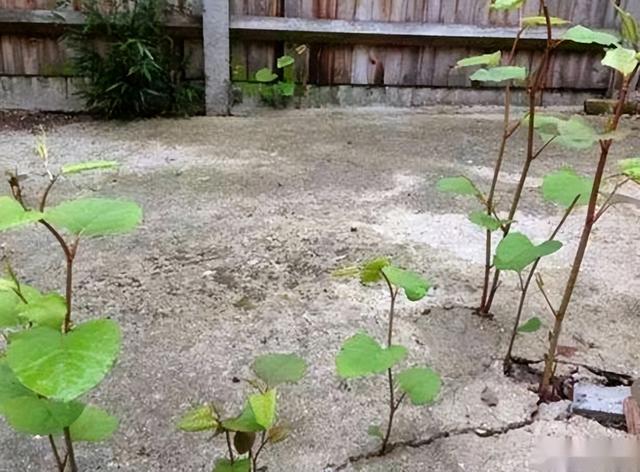 令英国痛苦的“入侵花”，在中国沦为咸菜，吃到人工种植成笑谈