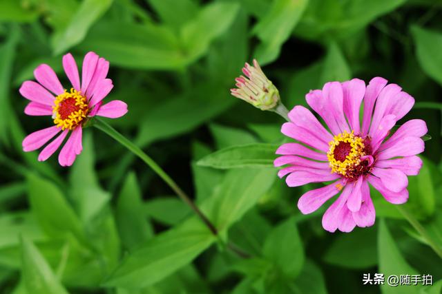 江苏苏州昆山花桥地铁站遇见粉色花海，百日菊盛放宛如画卷
