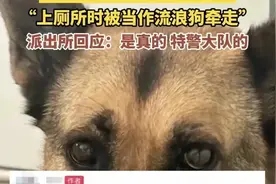 云南瑞丽一退役警犬被顺走后续，网友:这也敢偷?目前已找到图片