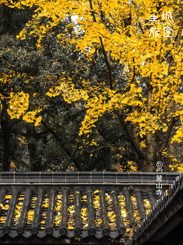 星城鎏金，银杏逐光