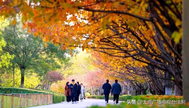 太原创森|赏“秋”正当时！来太原这个公园遇见最美秋日