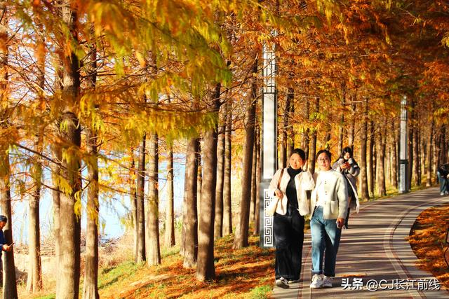 河南淮滨：落羽杉红了，美女们来啦！