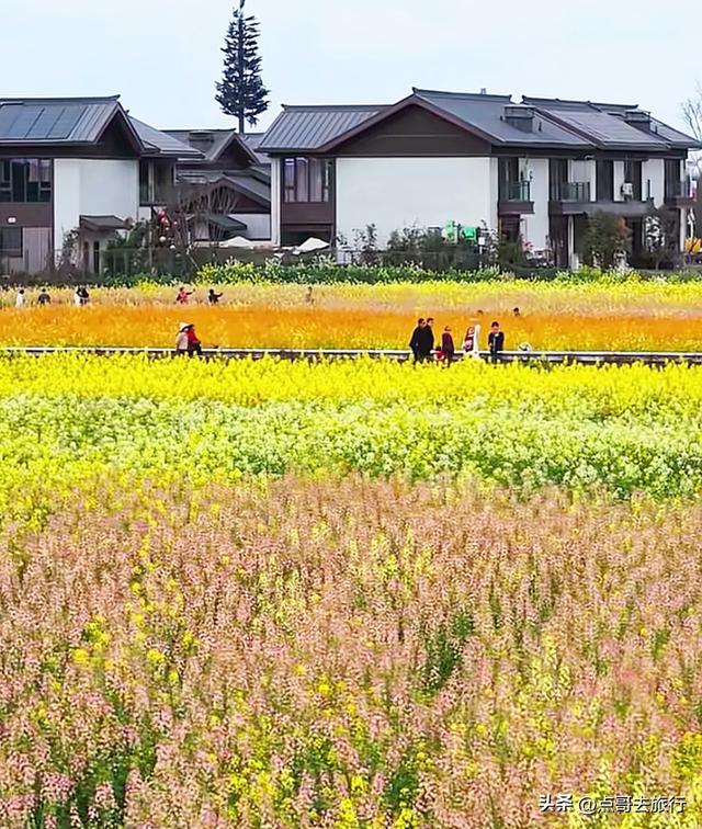 今天朋友圈的C位，成都限定的浪漫和震撼，错过了真的要等一年！