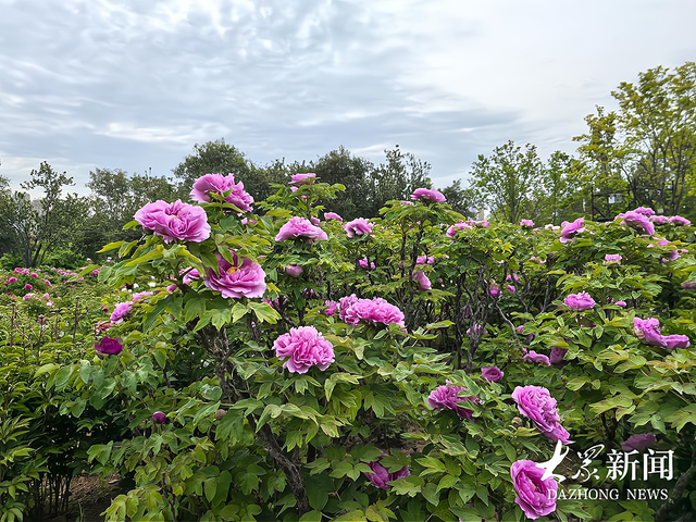 著名学者杨雨：菏泽那片牡丹花海，才是人间最美的风景！