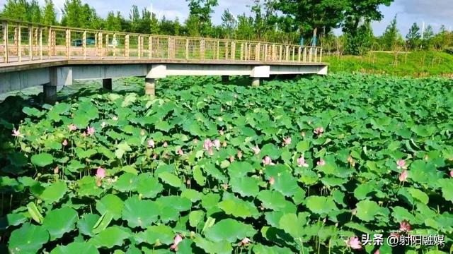 “荷”你一起，邂逅射阳夏日限定浪漫~