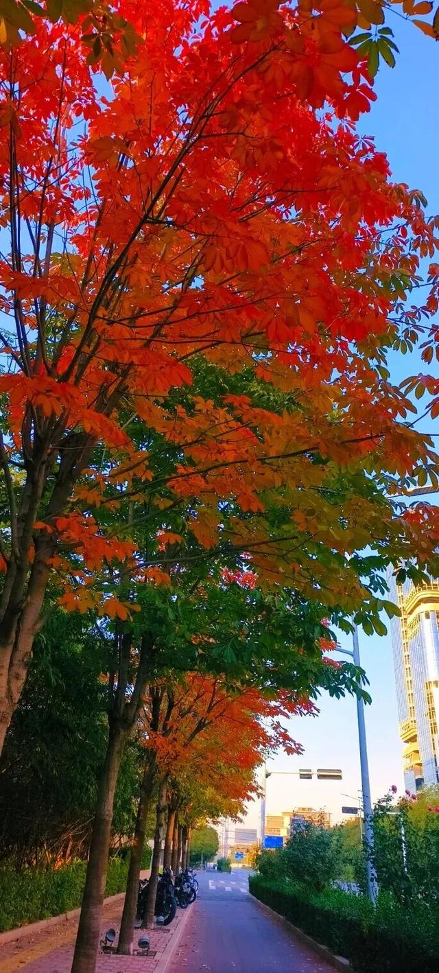 这个季节总要去趟正定，去邂逅那迷人的古建红和金秋黄！