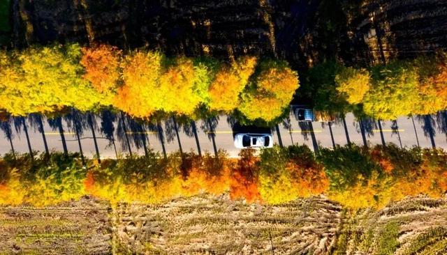 收好始兴这条线路，一天玩转艺术、古村与落羽杉，追一场岭南最绚烂的秋！