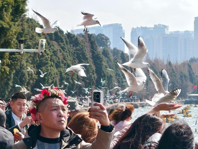 红嘴鸥来了！在哪“鸥”遇？昆明观鸥地图请查收