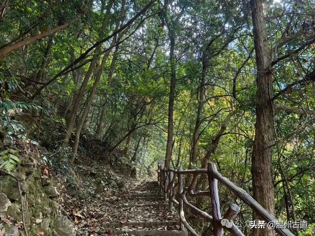 温州这两条知名红枫古道已经红啦！周末是最佳观赏期，不要错过！